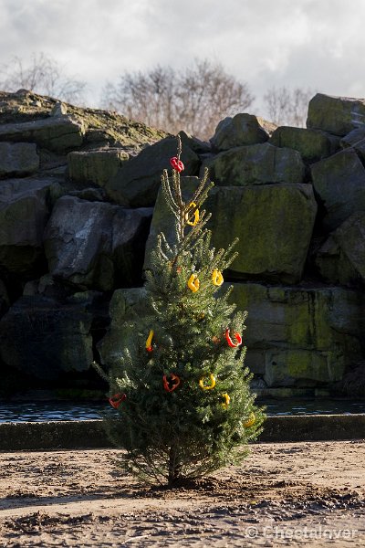 _DSC0273.JPG - Kerstboom bij de Mantelbavianen en Olifanten